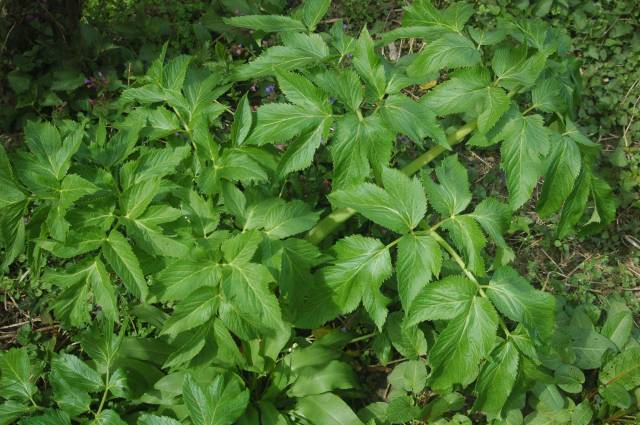 عکس سنبل ختایی Angelica archangelica 3